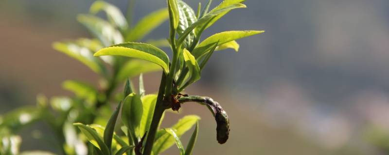 临沧茶区有哪些山头（临沧茶区有哪些山头海拔高）