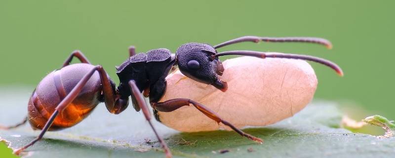 蚁后有多大 蚁后有多大以后有多大