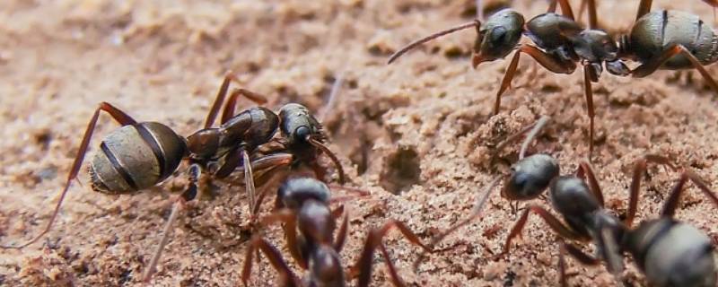 蚂蚁有牙齿吗 蚂蚁有牙齿吗蚂蚁视频