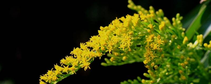 加拿大一枝花是什么 加拿大一枝花是什么花