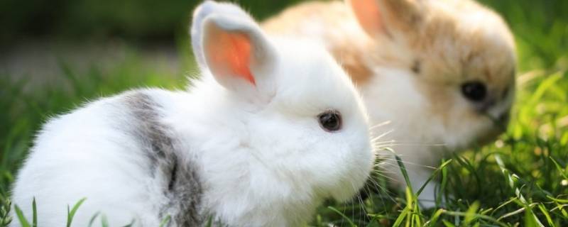 兔子的外形（兔子的外形特征怎么写）