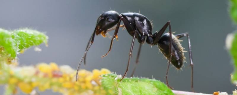 蚂蚁是怎样搬家的 蚂蚁是怎样搬家的过程