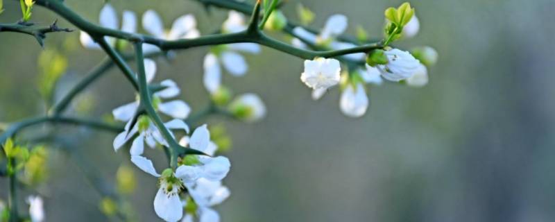 枳花什么季节开放（枳花什么时候开花）