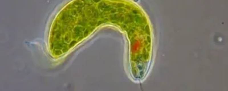 眼虫是真核生物还是原核生物 眼虫是真核生物还是原核生物?