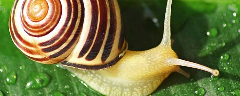 蜗牛是雌雄同体动物吗（蜗牛是雌雄同体还是雌雄异体）