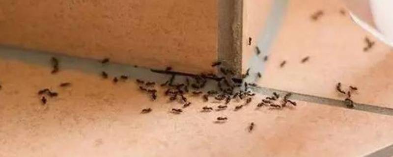 家里有微型小黄蚂蚁的原因（为什么家里会有很多小黄蚂蚁）