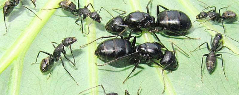 日本弓背蚁吃什么 日本弓背蚁吃什么产卵快