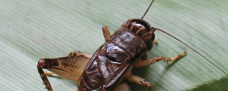 昆虫记蟋蟀主要内容 昆虫记蟋蟀主要内容概括50字