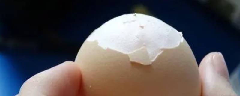 卵壳膜的作用（卵壳膜的作用是什么）