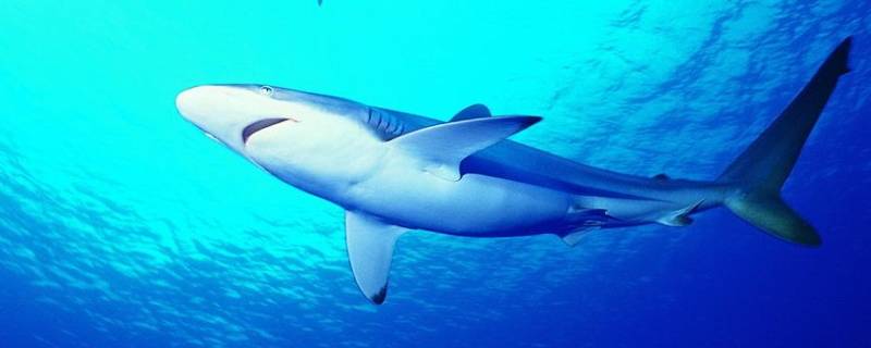 鲨鱼的习性和特点 鲨鱼的特点和特征