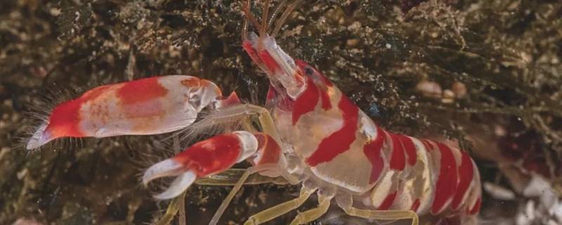 粉红珊瑚鳌虾的特点（粉红珊瑚螯虾）