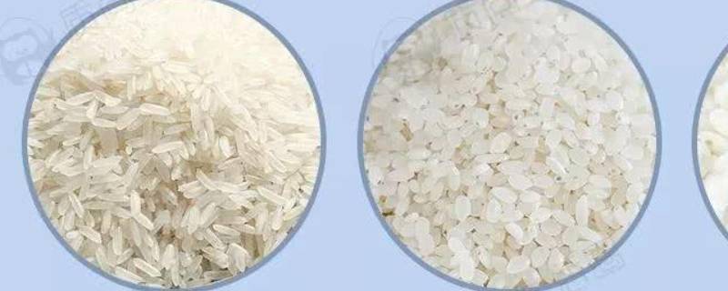 籼米和粳米有什么区别 籼米和粳米有什么区别?