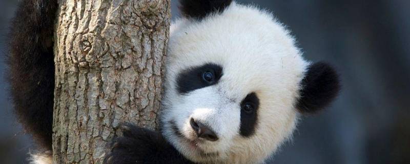 大熊猫的外形特点是什么 国宝大熊猫的外形特点是什么