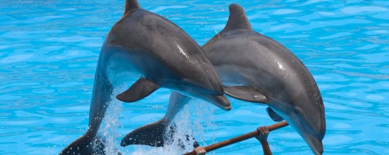 宽吻海豚的特点 宽吻海豚和普通海豚