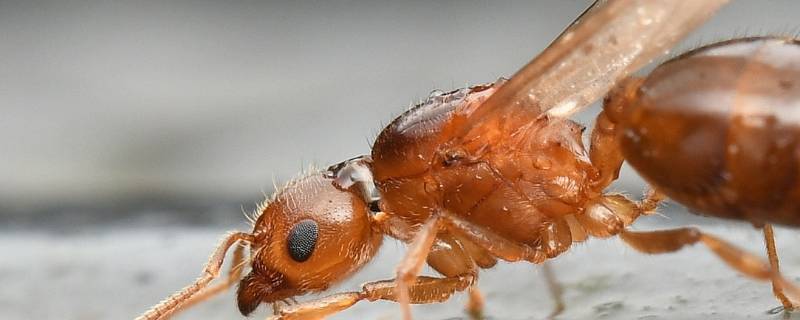 飞蚁寿命多久 飞蚁一般活多久