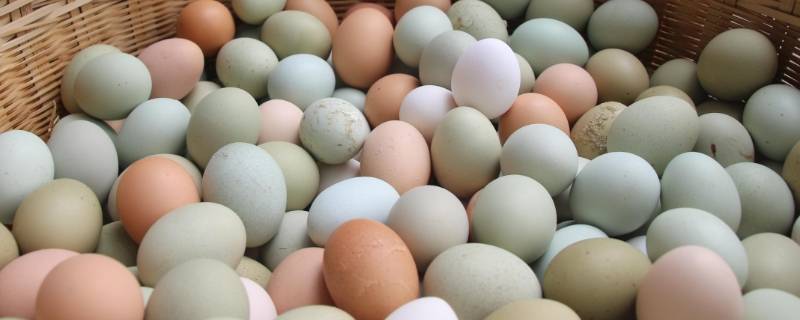 绿鸡蛋和普通鸡蛋的区别 绿鸡蛋和黄鸡蛋区别