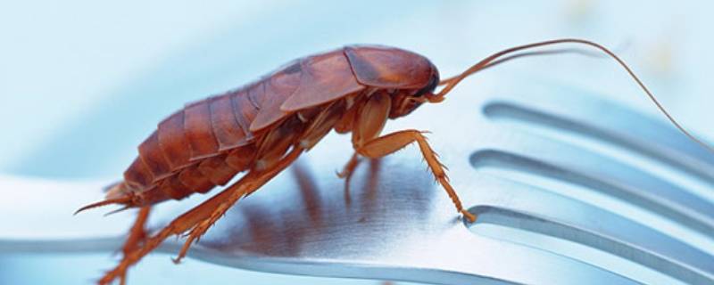出现蟑螂的原因 家里频繁出现蟑螂的原因