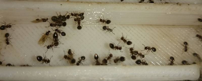 切胸蚁的特点 切叶蚁的特征