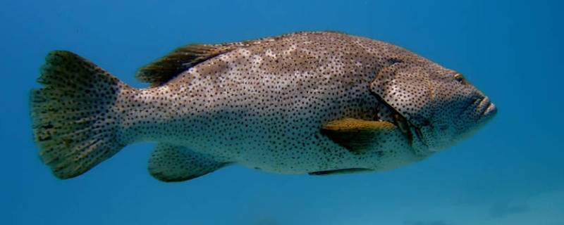 石斑鱼的特点 石斑鱼的特点和口感