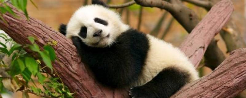 大熊猫如何睡觉（大熊猫怎样睡觉的）