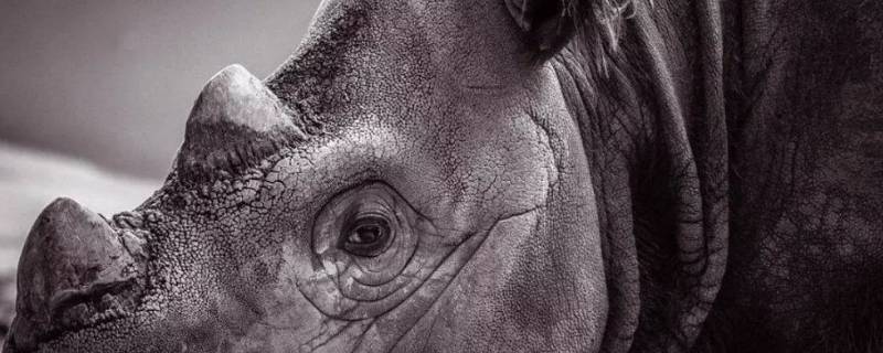 婆罗洲犀牛的特点 婆罗洲犀牛灭绝