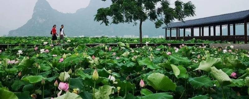 曹县景点（曹县景点介绍）