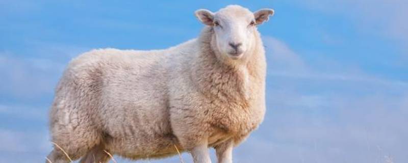 羊的特点 羊的特点和本领是什么
