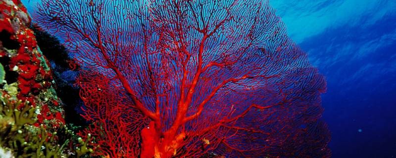 红珊瑚的特点 浅析红珊瑚