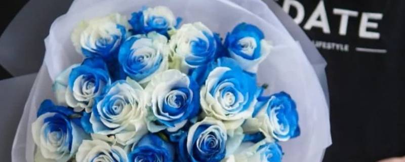 淡蓝白相间的玫瑰叫什么 淡蓝色玫瑰代表什么