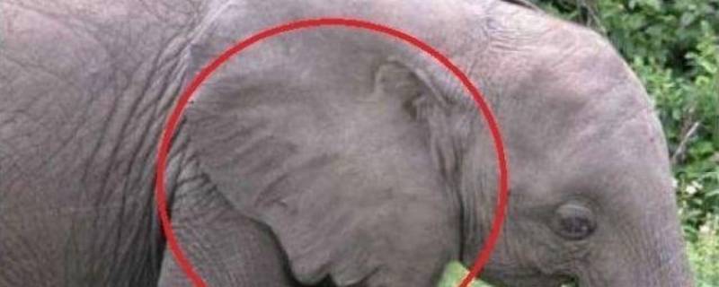 大象耳朵耷拉的作用是什么（大象的耳朵耷拉着有什么好处?）