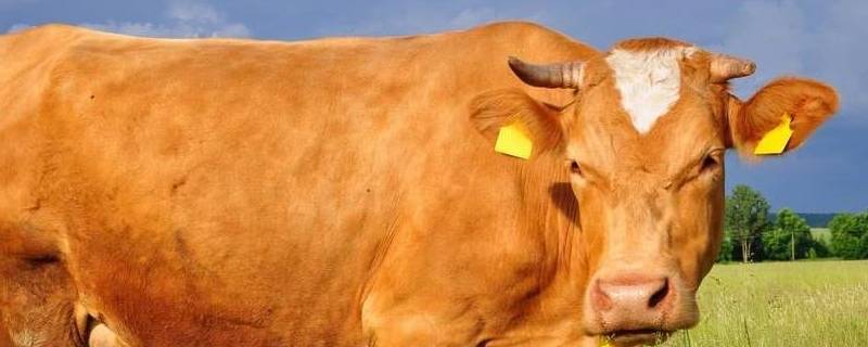 牛的美称有哪些 牛的美称是什么