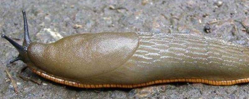 蜗牛没有壳是什么虫 长得像蜗牛没有壳是什么虫