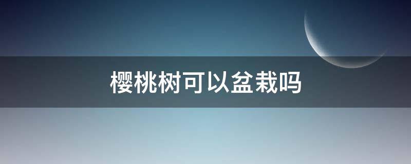 樱桃树可以盆栽吗 樱桃树在花盆可以栽吗