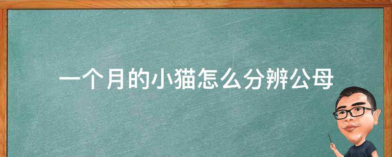 一个月的小猫怎么分辨公母（刚出生一个月的小猫怎么分辨公母）