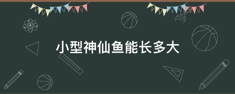 小型神仙鱼能长多大 神仙鱼有多大