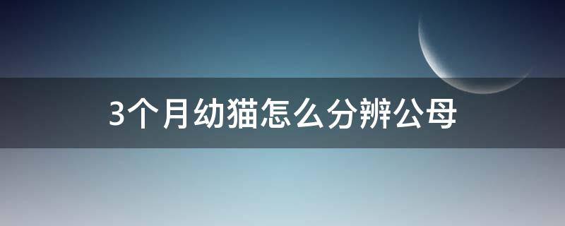 3个月幼猫怎么分辨公母（3个月小猫怎么分辨公母）