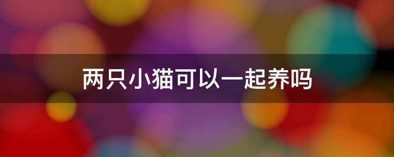 两只小猫可以一起养吗 两只不同的小猫可以一起养吗