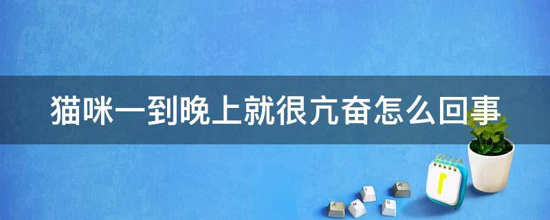 猫咪一到晚上就很亢奋怎么回事 猫咪一到晚上就很亢奋怎么回事啊