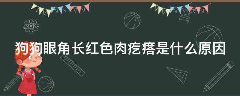 狗狗眼角长红色肉疙瘩是什么原因 狗狗眼角有一坨红色肉出来了