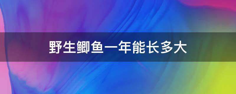 野生鲫鱼一年能长多大 鲫鱼1年能长多大