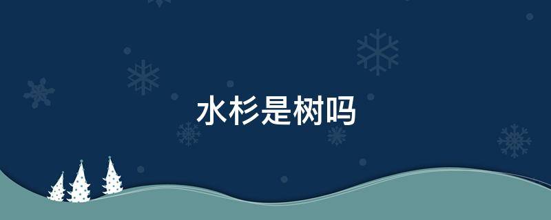 水杉是树吗（水杉树长啥样）