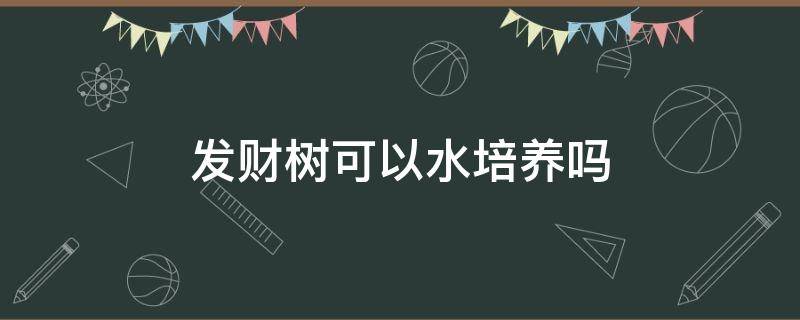 发财树可以水培养吗 发财树培养方法水养