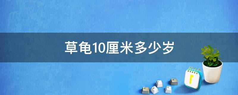 草龟10厘米多少岁 12厘米的公草龟多少岁