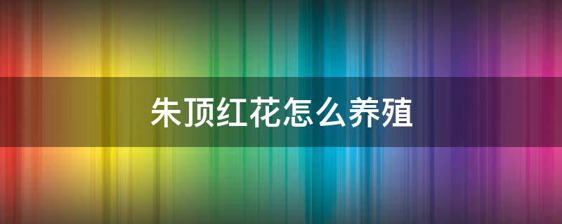 朱顶红花怎么养殖 朱顶红花怎么养殖护理