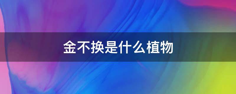 金不换是什么植物 金不换是什么植物图片