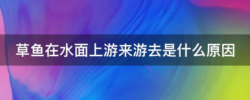 草鱼在水面上游来游去是什么原因 鱼塘水霉病怎么治最快