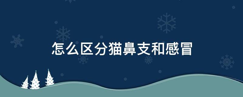 怎么区分猫鼻支和感冒（怎么区分猫鼻支和感冒的区别）