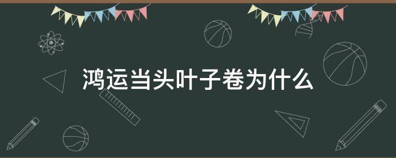 鸿运当头叶子卷为什么（鸿运当头为什么叶子卷了）