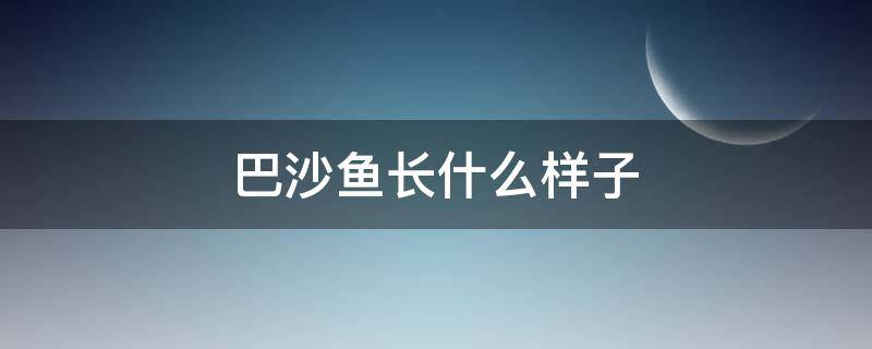 巴沙鱼长什么样子 巴沙鱼长什么样子芭鲨鱼一家