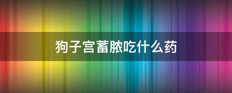 狗子宫蓄脓吃什么药 狗狗子宫蓄脓药物治疗